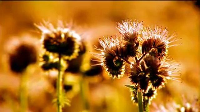 Vista DreamScene 1 смотреть онлайн