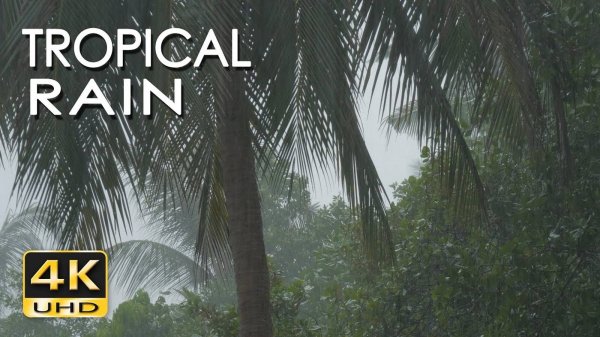 Tropical Rain Sounds & Relaxing Nature Video - Sleep_ Relax_ Study_ Meditate