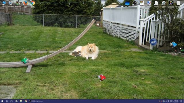 Windows 10 : Cute App i found in the Store APP, called "Fishy Fishy Fish", Desktop Widget смотреть онлайн