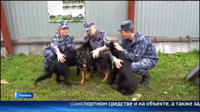 Племенных щенков для служебных целей отправили из тюменского питомника в Пермский край смотреть онлайн