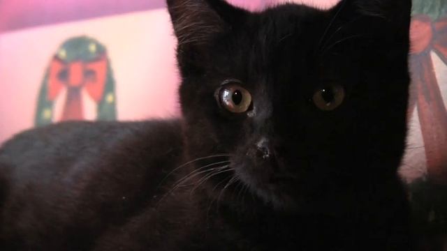 Join Two Kittens on Their Journey to the Holiday Windows to Meet 9Lives' Morris the Cat Video смотреть онлайн