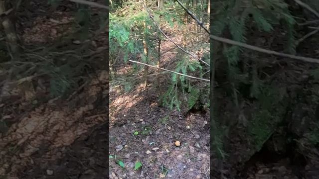 УМОПОМРАЧИТЕЛЬНАЯ НАХОДКА ИЗ НЕСКОЛЬКИХ БЛАГОРОДНЫХ ГРИБОВ. ЭТО НАДО ВИДЕТЬ! смотреть онлайн