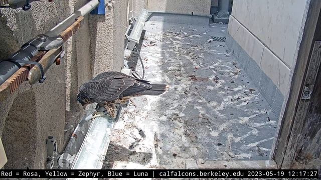 5-19-23 Lou makes a food delivery through the window смотреть онлайн