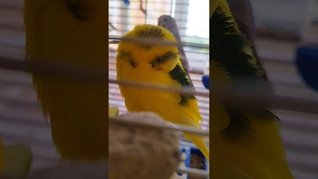 Попугай спит днём #попугай смотреть онлайн