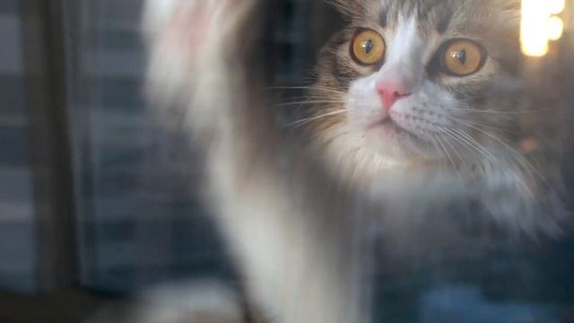 Now on Kickstarter: Cobweb Window Screen Ver. 2 : 9-In-1 смотреть онлайн