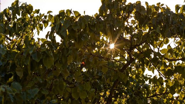 H264 vs RAW - 5D MARK III Balboa, CA. смотреть онлайн