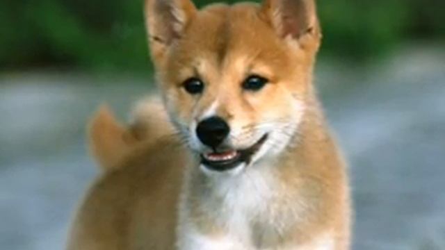 How Much Is That Doggie In The Window смотреть онлайн