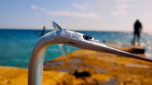 Рыбалка в Ялте. Приехали На Одно Старое Рыбное Место в Крыму. Сарган Немного Порадовал.