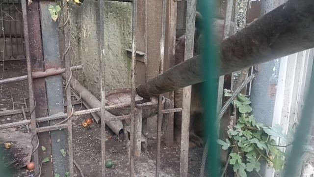 3.Снова на зиму в Абхазию. День третий, 9.10.2024 смотреть онлайн