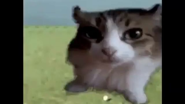 Tada Cat смотреть онлайн