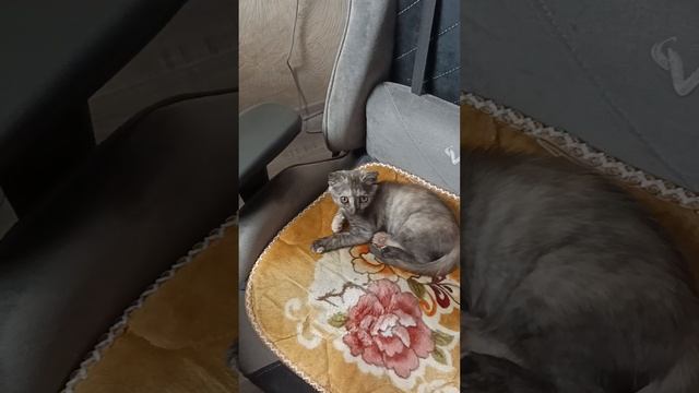 Тебе удобно??? смотреть онлайн