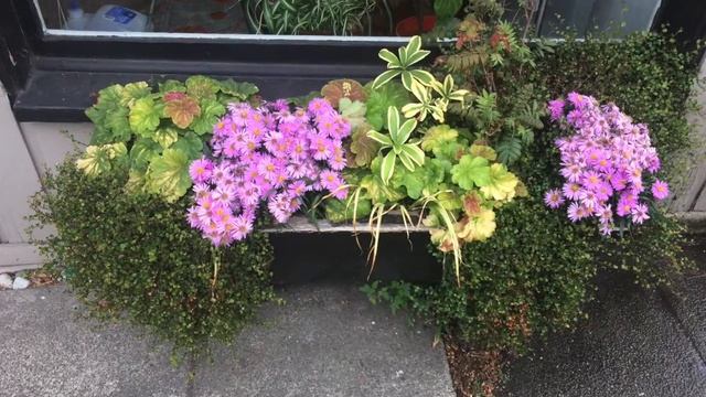 Early Fall Office Window Box Planting смотреть онлайн