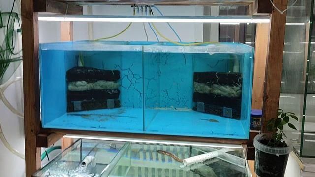 Маленькая аквариумная разводня рыбок и креветок в квартире. смотреть онлайн