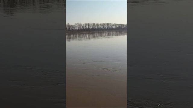 Вымученная весення уклека