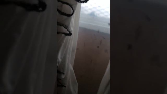 Haunted Hinsdale House - Fly's in the Window on a cold winter day - смотреть онлайн