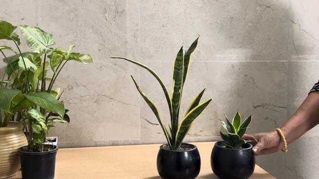 7 Best Plants for Window / Desk | Plants for office desk | खिड़की के लिए बेस्ट पौधे 🪴 смотреть онлайн