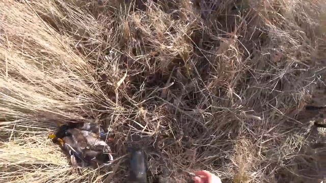 Охота на утку! 4 серия. Утопил ружьё! Полные сапоги воды! Мокрые Гюрза и Алтай. Охота не по плану! смотреть онлайн