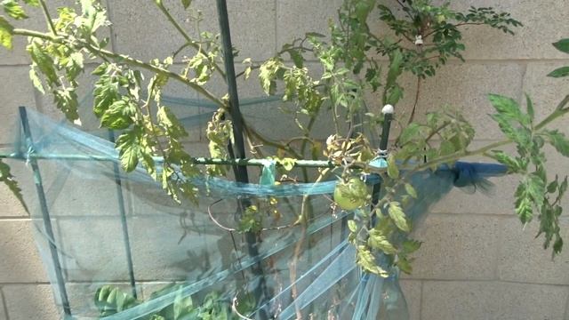 Grow LOTS of Tomatoes Leaf vs Suckers, Root to Get More GREAT Fruit, Tying Way to Protect from Heat смотреть онлайн