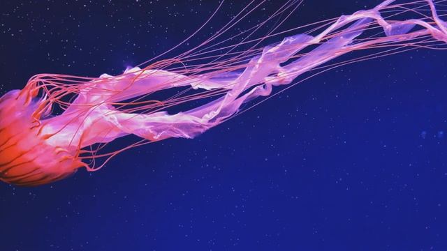 4K UHD Aquarium Underwater - 1 hour Screensaver for TV смотреть онлайн