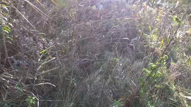 Результативная охота, Дефф и Алтай очень стараються! смотреть онлайн