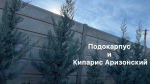 Кипарис Аризонский и Подокарпус, Октябрь 2024