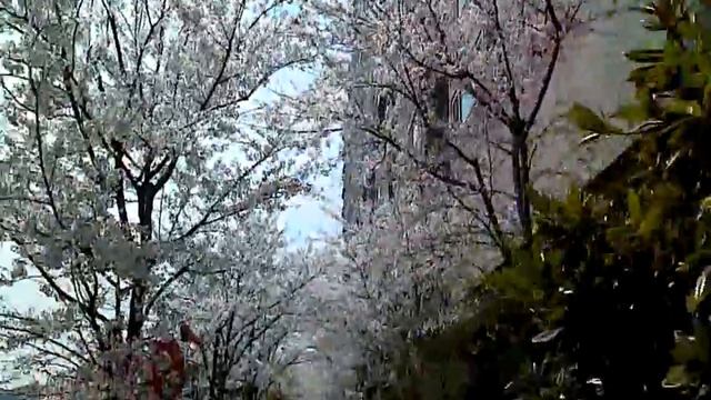 (KOR) Pentech Vega X (IM-A710K) - HD 720P Video Recording TEST (Cherry Blossom) смотреть онлайн
