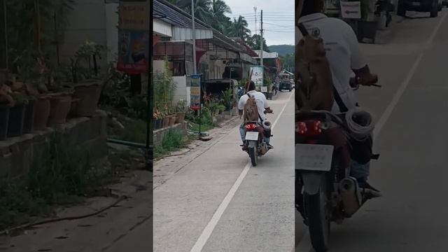 MONKEY GOES TO WORK #funnyvideo смотреть онлайн