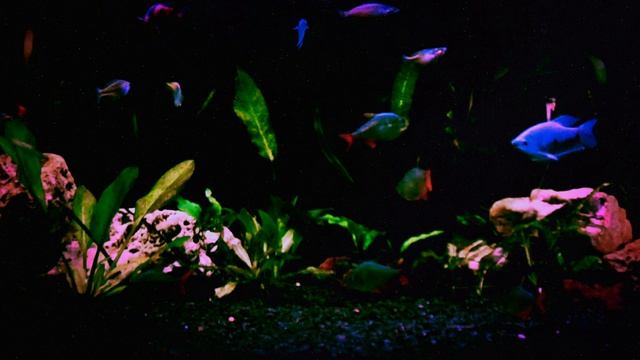 Dom's Tanks - Volume 2 ONE HOUR FISH TANK AMBIENT VIDEO SCREEN SAVER смотреть онлайн