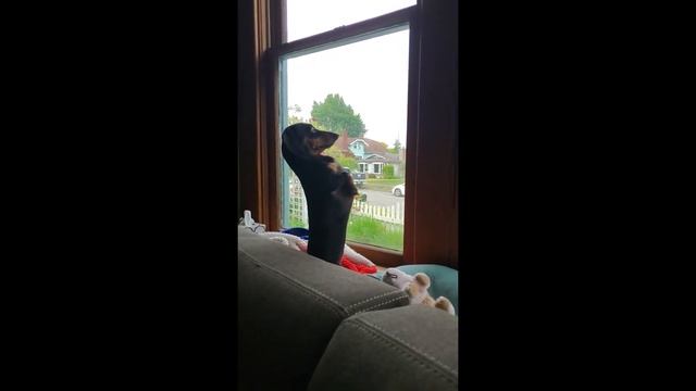 Weenie pup hysterically sits upright to look out window смотреть онлайн