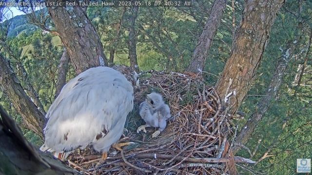 Angel catches a shrew for breakfast! Window To Wildlife. 18 May 2023 смотреть онлайн