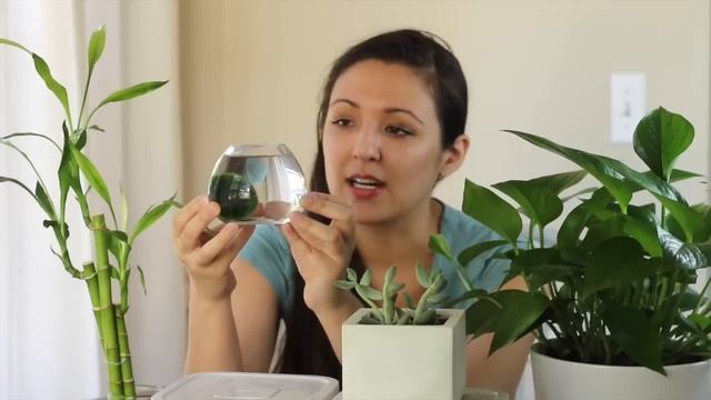 Best Indoor Plants смотреть онлайн
