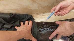 Чипирование самки африканского сома