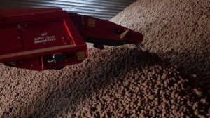 DokaGene. ХРАНЕНИЕ КАРТОФЕЛЯ.
ВАЖНЫЕ АСПЕКТЫ ЗАКЛАДКИ КАРТОФЕЛЯ В ХРАНИЛИЩЕ НА ЭТАПЕ УБОРКИ. ч.2