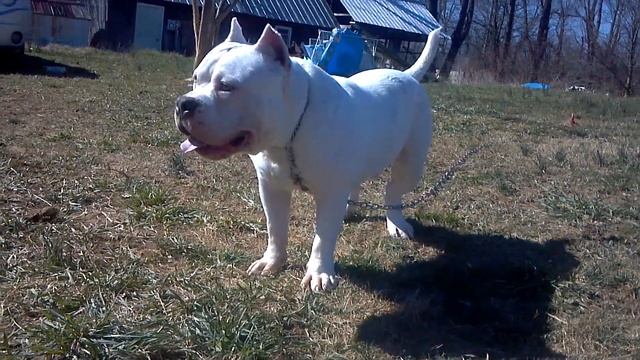 Blue Ridge Bullies Avatar@9 months (Ch. Bruno x Lexus)-2 смотреть онлайн