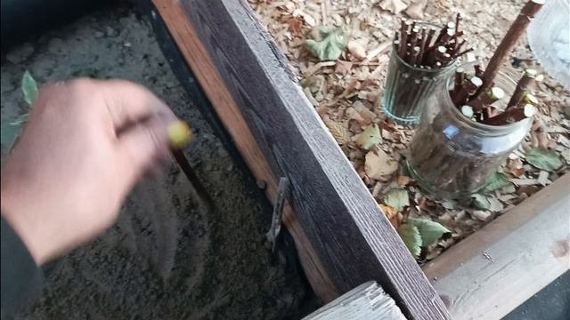 Осеннее черенкование гортензии🌱🌱🌱 смотреть онлайн