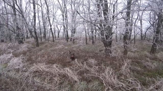 Гюрза подняла зайца и камышовый кот- который напугал охотника. Охота по зайцу. Дефф и Гюрза. смотреть онлайн