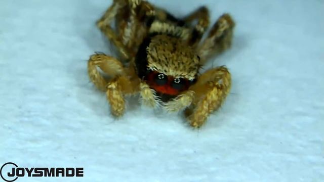 Exploring the Microscopic World with JOYSMADE Portable Wireless Digital Microscope смотреть онлайн
