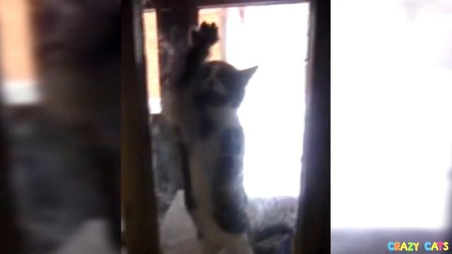 What do cats do in windows смотреть онлайн