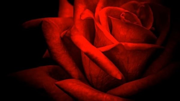 Sigma 70 - 300 F/4 - 5.6 DG Macro Lens - Full Review !!