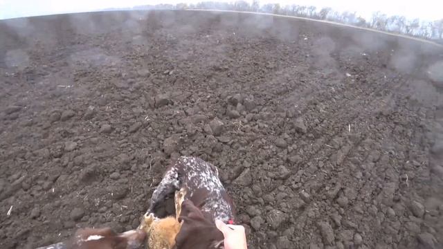 Все Зайцы на дисковке! Полевая мышь залезла в машину и наделала делов! Гюрза злюкает на Деффа! смотреть онлайн