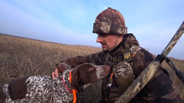 Этот Фазан взлетел как дракон! Заяц который всех обхитрил. Ходовая охота с Курцхаарами. Дефф и Алтай смотреть онлайн