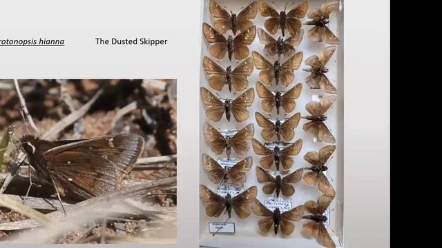 Extirpated and Endangered Butterflies of Maryland смотреть онлайн