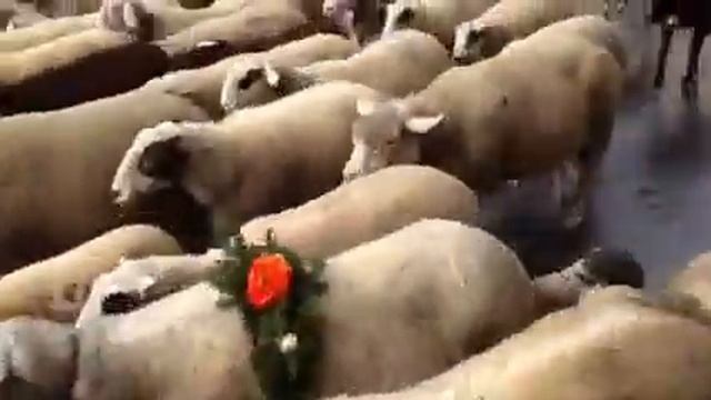Abzug 1/3 смотреть онлайн