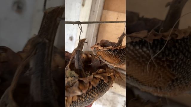 Ох уж эти мышки🤪