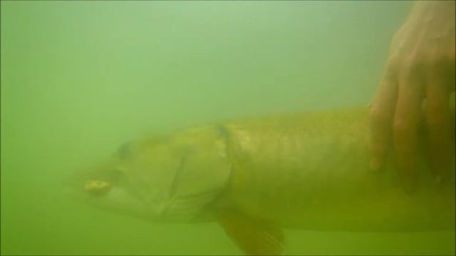 Lean, Mean, Bluegill Eating Machine смотреть онлайн