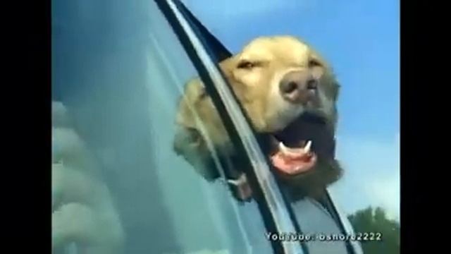 Compilation of funny dogs hanging out of car windows смотреть онлайн