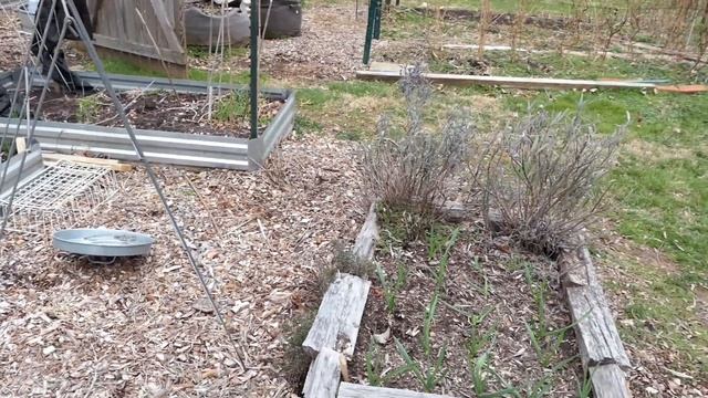 Garden Ramblings Tips & Tour E-2 3/12/23: Greenhouse Growing, Cool Crops, and Fruit Tree Pruning смотреть онлайн