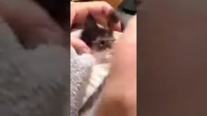 УДАЛЕНИЕ ОГРОМНОЙ ЛИЧИНКИ С ГОЛОВЫ КОТЕНКА!!!!!!! 18+