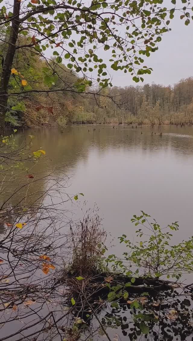 Бутовский лес. Знаменский пруд. Река Битца. Октябрь 2024г.mp4 смотреть онлайн