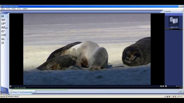 Windows 7 Video sample (Wildlife) смотреть онлайн